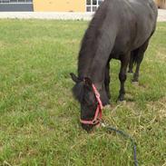 Anden særlig race Bell