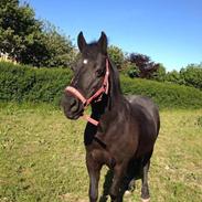 Anden særlig race Bell