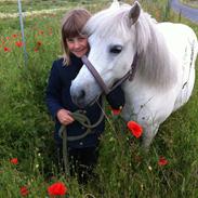 Shetlænder Molly