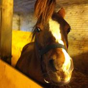 Anden særlig race Prins Gustav (Prins)