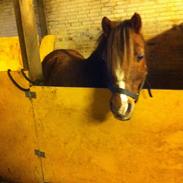 Anden særlig race Prins Gustav (Prins)