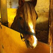 Anden særlig race Prins Gustav (Prins)