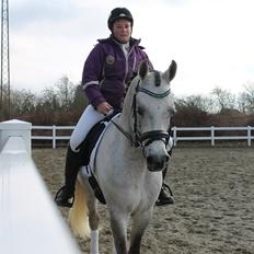 Arabisk fuldblod (OX) Wermont