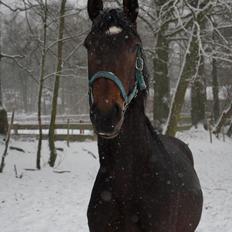 Dansk Varmblod Don Caramo