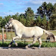 Fjordhest Tidl.hest Jeppe tidselbjerg