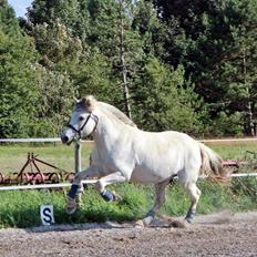Fjordhest Tidl.hest Jeppe tidselbjerg