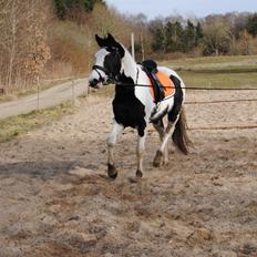 Anden særlig race Diego (Dalle) *Solgt*