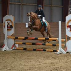 Welsh Cob (sec D) White Feet (White socks)(Sokke)
