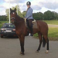 Dansk Varmblod Grevens Limone