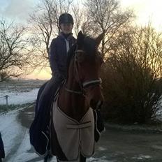 Dansk Varmblod Grevens Limone