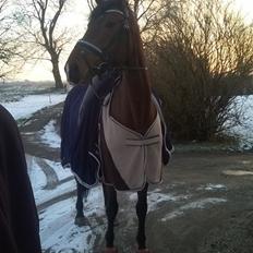 Dansk Varmblod Grevens Limone