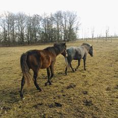 Anden særlig race No Body's Perfect 