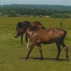 Anden særlig race No Body's Perfect 