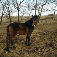 Anden særlig race No Body's Perfect 