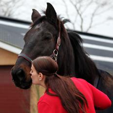 Oldenborg Skjaldhøj Tobias (Min Soulmate) *Højt elsket*