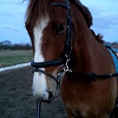 Anden særlig race Mistral 