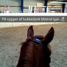 Anden særlig race Mistral 