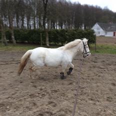 Anden særlig race Tulle