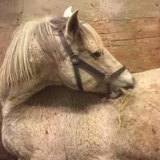 Pura Raza Española Generosa C. 