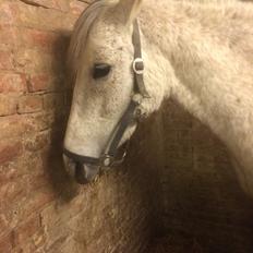 Pura Raza Española Generosa C. 