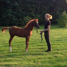 Arabisk fuldblod (OX) Royal's Sadeeq
