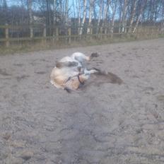 Fjordhest birkely´s bastian