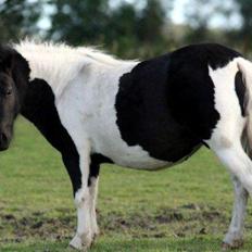 Shetlænder Duchess (Dolly)