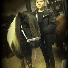 Shetlænder Duchess (Dolly)