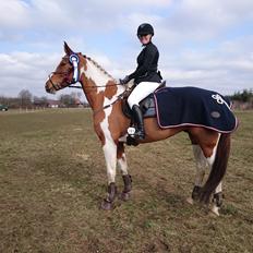 Pinto Stendalen's Haida