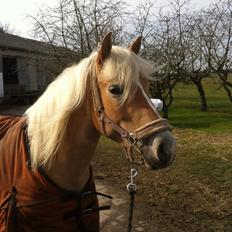 Haflinger Walmue (Muhh)