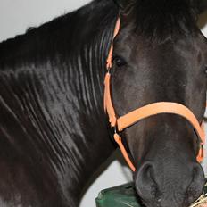 New Forest Kronborggaards Gigolo