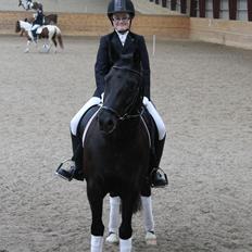 New Forest Kronborggaards Gigolo