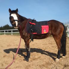 Welsh Mountain (sec A) Noerrelide's Pretty Pepsi