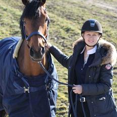 Svensk Varmblod Cherrio (swb)