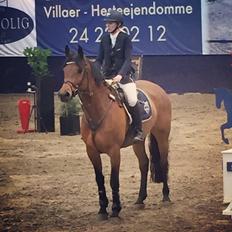 Svensk Varmblod Cherrio (swb)