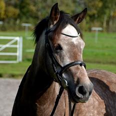 Anden særlig race Smartie<3