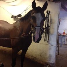 Anden særlig race Chanel (Himmelhest :'( )