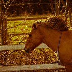 Anden særlig race Lukas