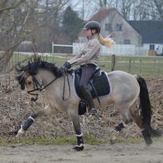 Welsh Pony af Cob-type (sec C) Gribsvads Little Hector (A-pony)