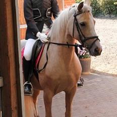 Anden særlig race FREDENS SHEER SILK