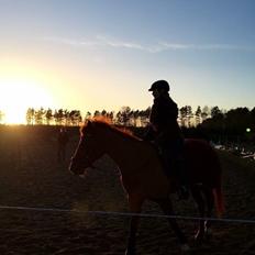 Anden særlig race EHC's Lamirz