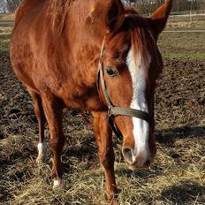 Arabisk fuldblod (OX) Bahia bint abhat ox