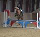 Welsh Cob (sec D) White Feet (White socks)(Sokke)
