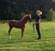 Arabisk fuldblod (OX) Royal's Sadeeq