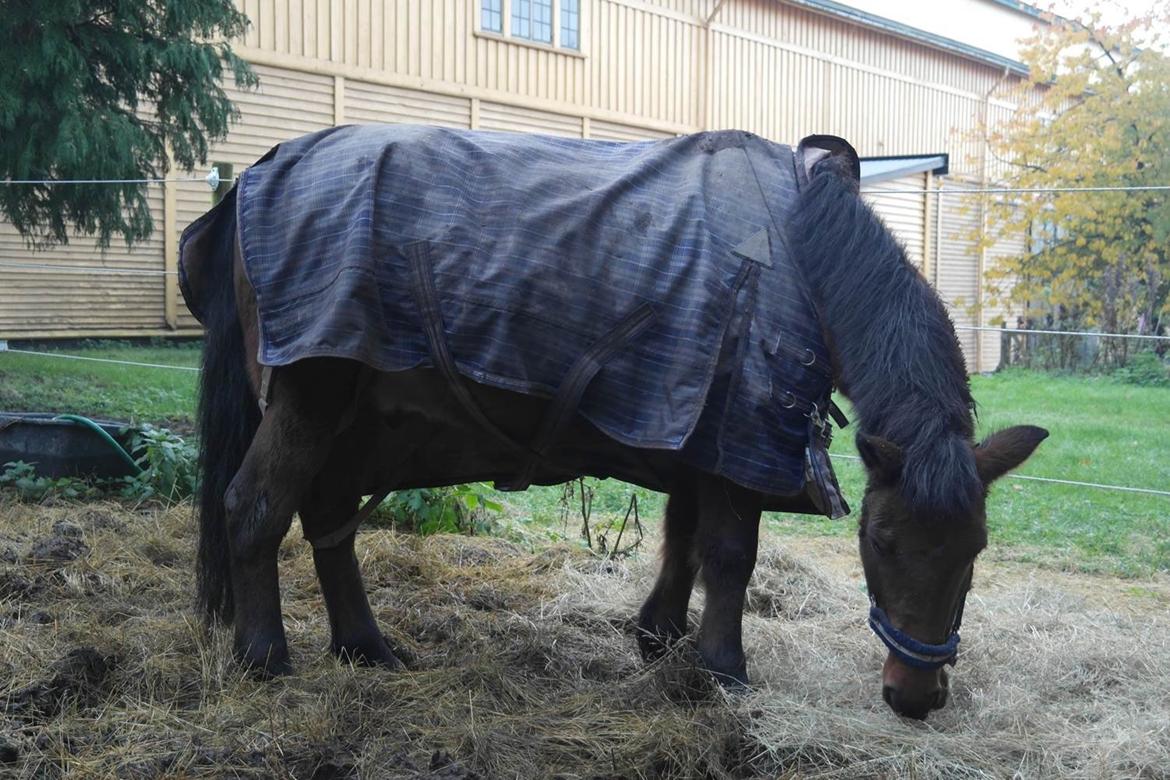 Anden særlig race Robert - Beskidt pony billede 4