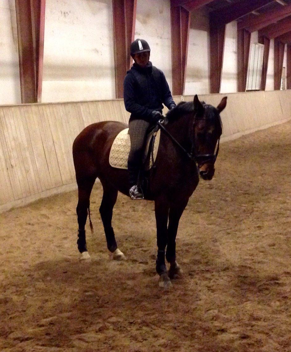 Anden særlig race Stald sofiedahl s ariel z billede 4