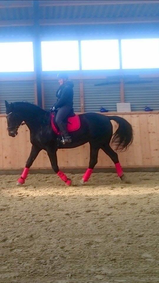 Oldenborg Schousboes Fie billede 14