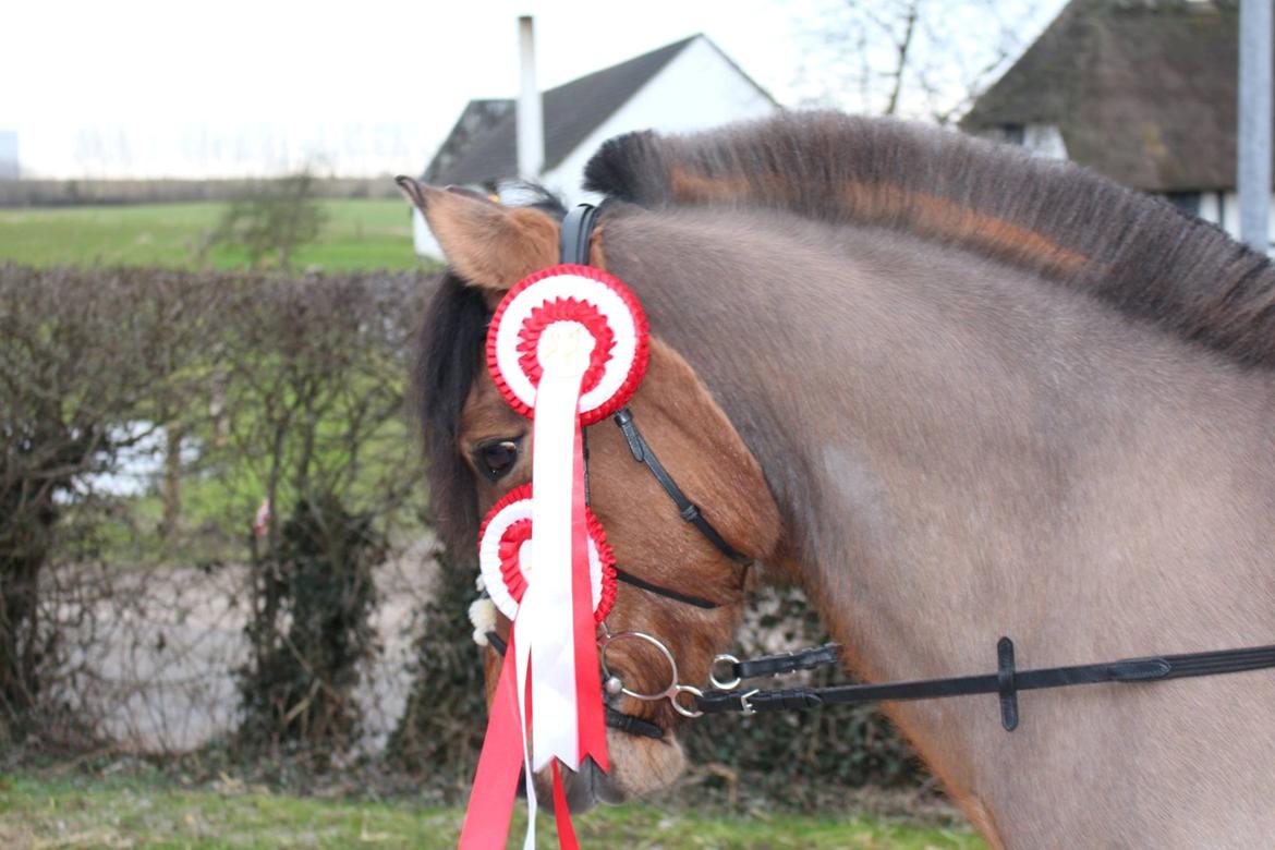 Anden særlig race Multeberg - 2 1. pladser<3 billede 2