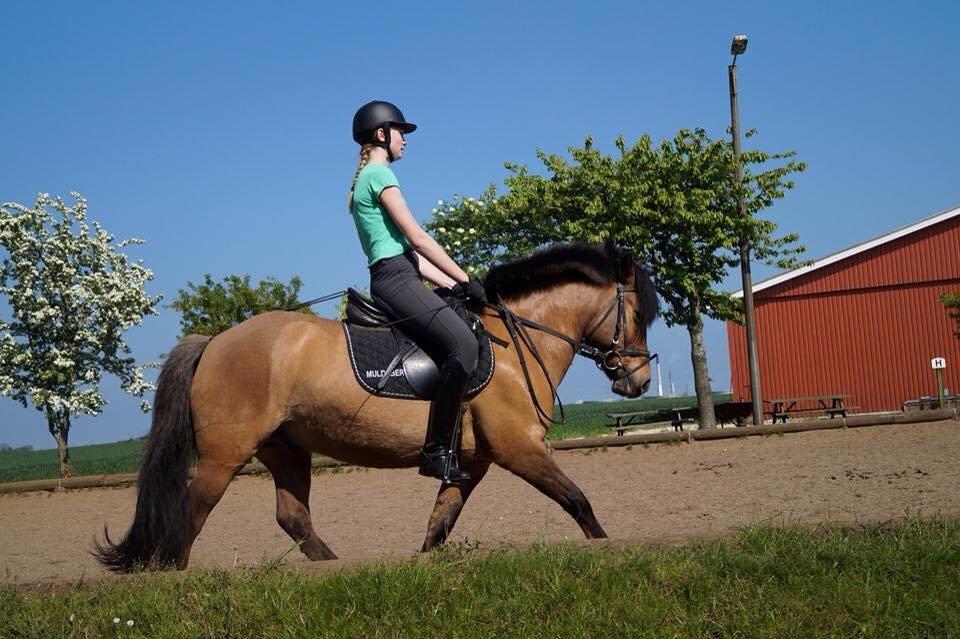Anden særlig race Multeberg - Dressur ponyen <3 billede 3