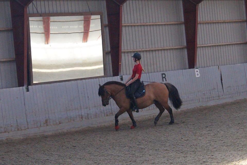 Anden særlig race Multeberg - Dressur<3 billede 16